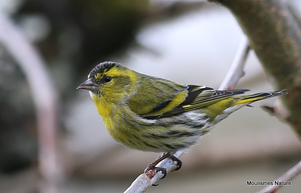 European Siskin (Carduelis spinus) M
