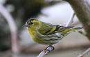 European Siskin (Carduelis spinus) M