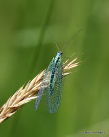 Green Lacewing (Chrysopa perla)