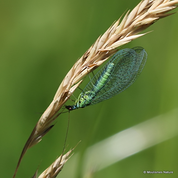 Green Lacewing (Chrysopa perla)