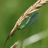 Green Lacewing (Chrysopa perla)