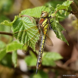 Hairy Dragonfly (Brachytron pratense) F