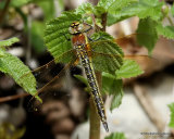 Hairy Dragonfly (Brachytron pratense) F