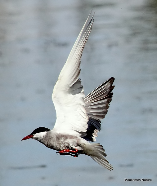 Chlidonias hybridus ad-S