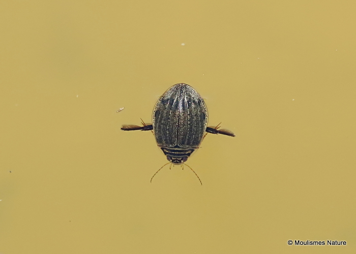 Lesser Diving Beetle (Acilius sulcatus) F