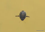 Lesser Diving Beetle (Acilius sulcatus) F