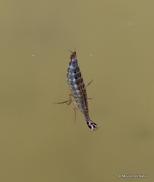 Lesser Diving Beetle (Acilius sulcatus) larva