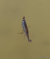 Lesser Diving Beetle (Acilius sulcatus) larva
