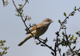 Common Whitethroat (Sylvia communis) M