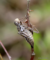 Downy Emerald (Cordulia aenea)