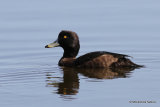 Tufted Duck (Aythya fuligula) F-S