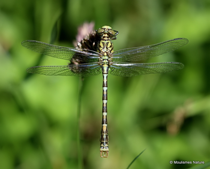 Green-eyed Hooktail (Onychogomphus forcipatus) M-ten