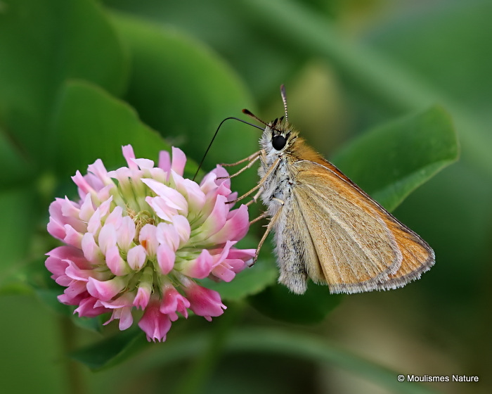 Small Skipper (Thymelicus sylvestris)