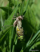 Broad-bodied Chaser (Libellula depressa) F
