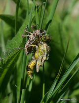 Broad-bodied Chaser (Libellula depressa) F
