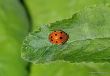 (?)Melon Ladybird Beetle (Henosepilachna elaterii)
