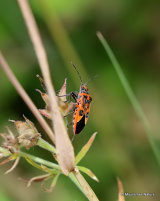Black & Red Squash Bug (Corizus hyoscyami)