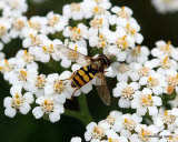 Eupeodes corollae M