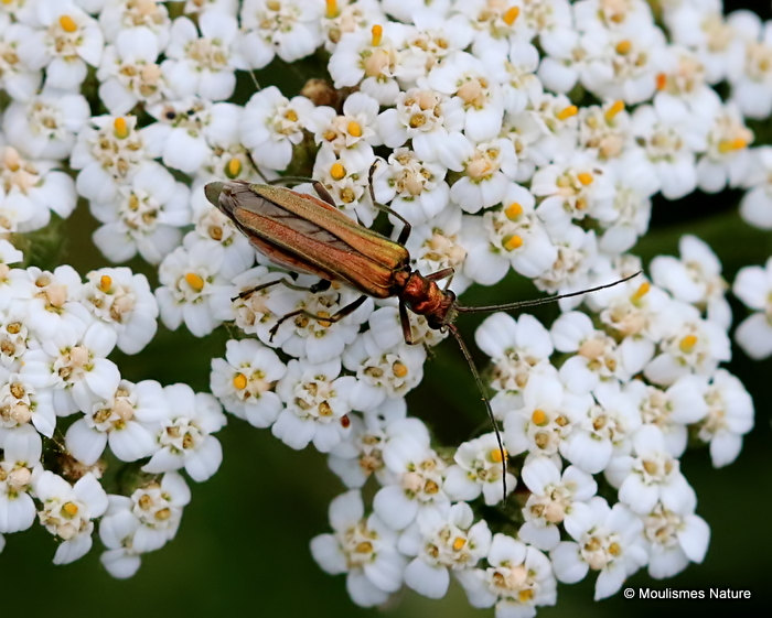False Oil Beetle (Oedemera nobilis) F