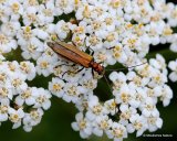 False Oil Beetle (Oedemera nobilis) F