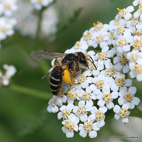 Unidentified bee sp.