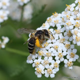 Unidentified bee sp.