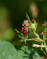 Black & Red Squash Bug (Corizus hyoscyami)