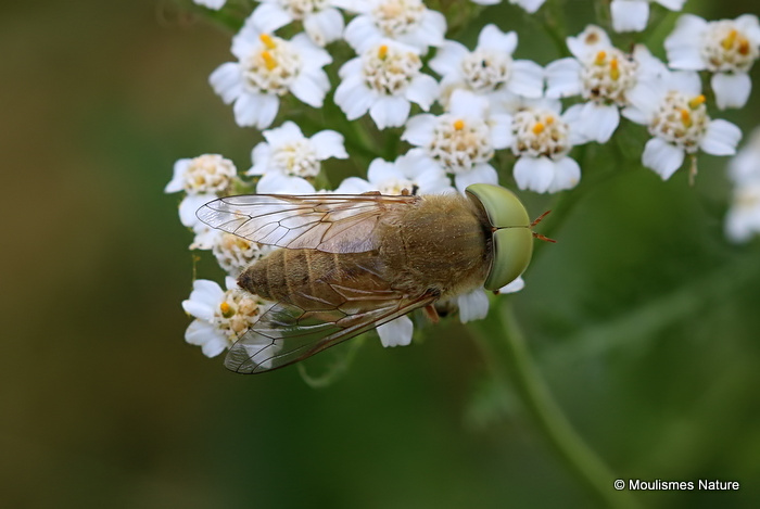 Horsefly (Tabanidae) sp.
