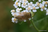Horsefly (Tabanidae) sp.