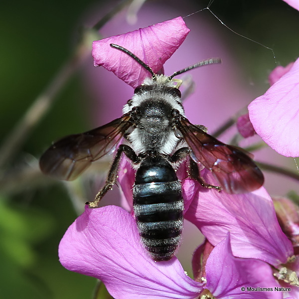 Violet-winged Mining-bee (Andrena agilissima) M