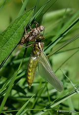 Broad-bodied Chaser (Libellula depressa)