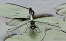 Dainty White-faced Darter (Leucorrhinia caudalis) M
