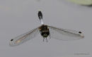 Dainty White-faced Darter (Leucorrhinia caudalis) M