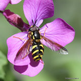 6 - Hoverflies I