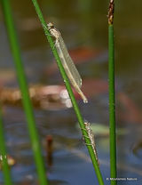 Unidentified damselfly (Zygoptera) sp.