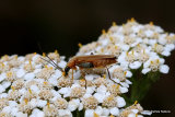 Soldier beetle (Cantharidae) sp.
