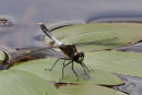 Dainty White-faced Darter (Leucorrhinia caudalis) M