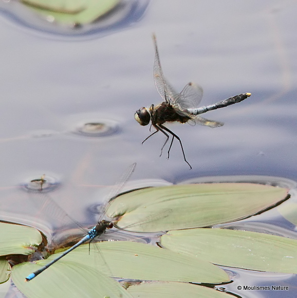 Dainty White-faced Darter (Leucorrhinia caudalis) M