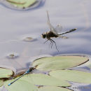 Dainty White-faced Darter (Leucorrhinia caudalis) M