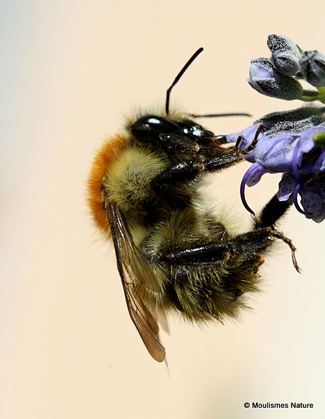 Carder-bee (Bombus) sp.