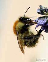 Carder-bee (Bombus) sp.