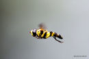 Xanthogramma pedissequum/X. sticklebergi
