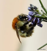 Carder-bee (Bombus) sp.