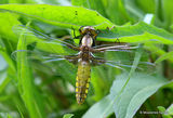 Broad-bodied Chaser (Libellula depressa) F-ten