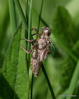 Broad-bodied Chaser (Libellula depressa)