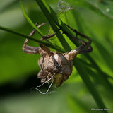 Broad-bodied Chaser (Libellula depressa)
