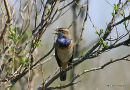 Bluethroat male on Le Teich reserve