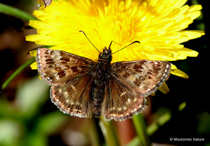 Dingy Skipper (Erynnis tages) M