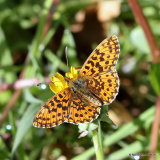 Weaver's Fritillary (Clossinia dia) M