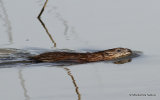 Muskrat (Ondrata zibethicus)
